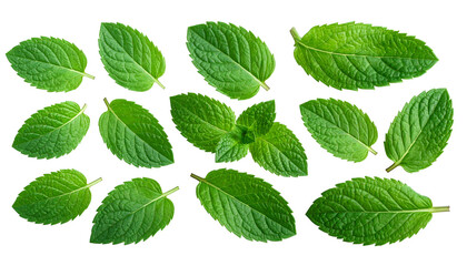 Fototapeta premium Close-up of several green leaves arranged on a solid black background. Their natural shades and textures are clear