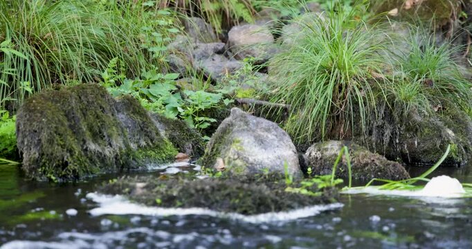 An American mink is running on rocks near water at sunrise.
