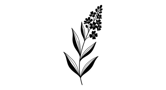 Black and white botanical illustration of a flowering plant with lanceolate leaves