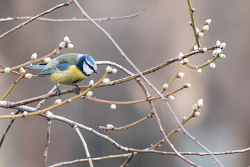 Fototapeta premium blue tit on branch