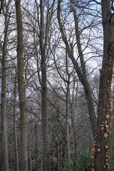 Fototapeta premium Bosque de árboles desnudos en invierno