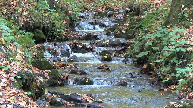 Cinematic view of thin shallow stream water in autumn forest covered with dry fallen leaves. Narrow gentle creek flows through fall woodland as crisp leaf litter patterns shape the quiet scene.
