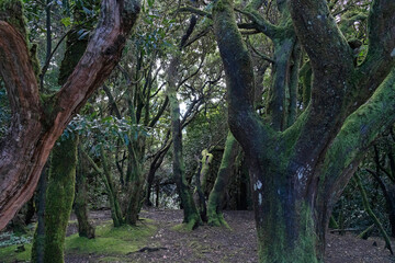 Obraz premium Anaga relict forest and park, Tenerife, Spain, Canary islands