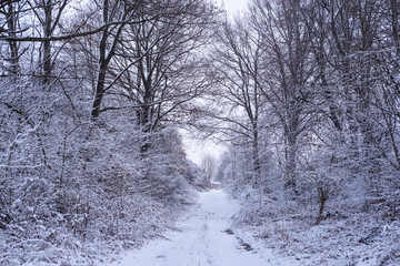 path covered with snow in the mountain forest