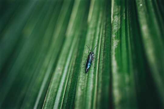 suborder Symphyta