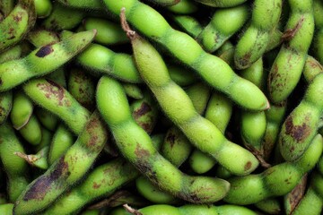 Freshly harvested green soybeans in a heap