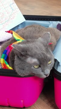 Unwilling feline journeying. Unenthusiastic feline companion with travel gear and scenic background. Hesitant gray cat situated near travel map and pink suitcase showing reluctance to journey