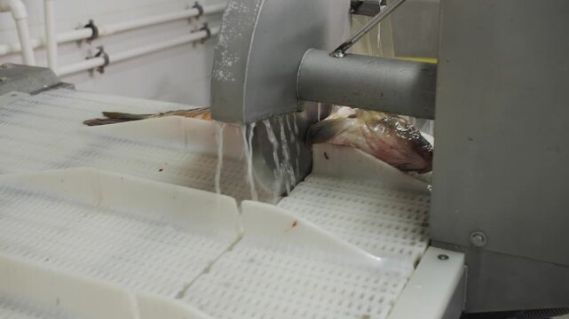 Fish head being cut on an industrial conveyor.