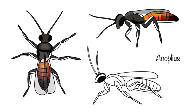 Anoplius