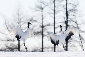 Fototapeta premium 鶴のダンス