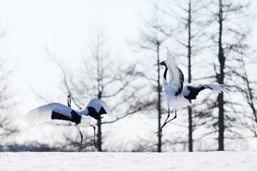 Fototapeta premium 鶴のダンス