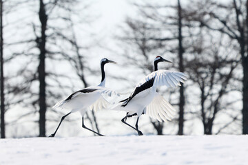 Fototapeta premium 鶴のダンス