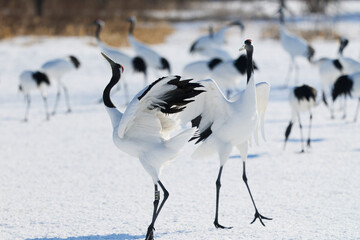 Fototapeta premium 鶴のダンス