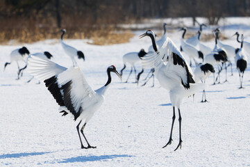 Fototapeta premium 鶴のダンス