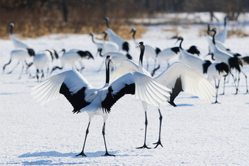 Fototapeta premium 鶴のダンス