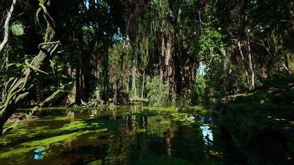 sunlit cypress pool with exposed root systems and clear reflections, warm shafts of light through canopy, ideal site for botanist survey and ecosystem mapping