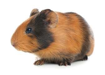 Cute funny guinea pig on white background