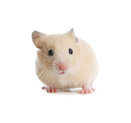 Adorable Syrian hamster on white background. Small pet