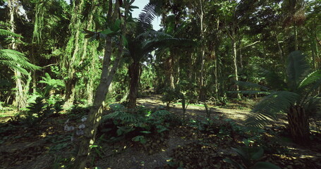 sunlit jungle clearing with dense trees and mosscovered floor, botanist survey vibe, dappled canopy light, ferns and vines, rich biodiversity and tranquil © icetray