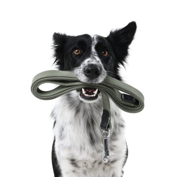 Cute Border Collie dog holding leash in mouth against white background