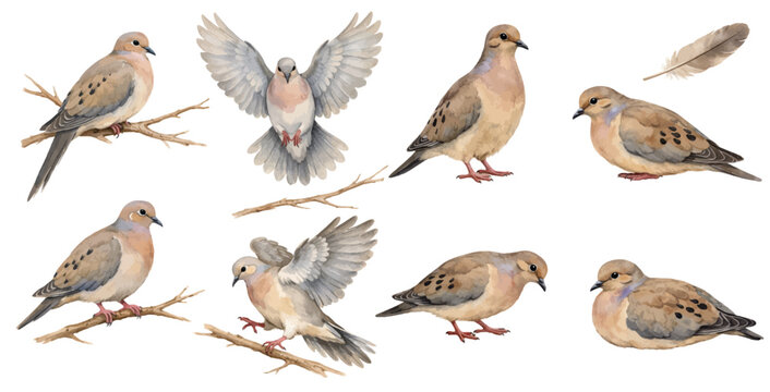 A charming watercolor collection of mourning doves and woodland elements, featuring perched birds, gentle flight poses, resting doves, rustic branches, and a soft fallen feather.