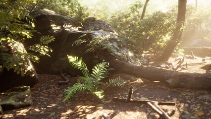 Fototapeta premium Bright sunlight streams through the leaves, casting warm light onto a lush forest floor. Ferns and fallen branches create a serene atmosphere, perfect for nature lovers.