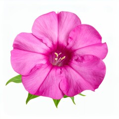 Obraz premium Vibrant pink four o'clock flower blossom against a pristine white background