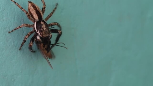Video of a predatory jumping spider (Menemerus bivittatus) grabbing a housefly on a blue wall to immobilize it before taking it to its nest. Footage of the arachnid hunting its prey in 4K resolution.