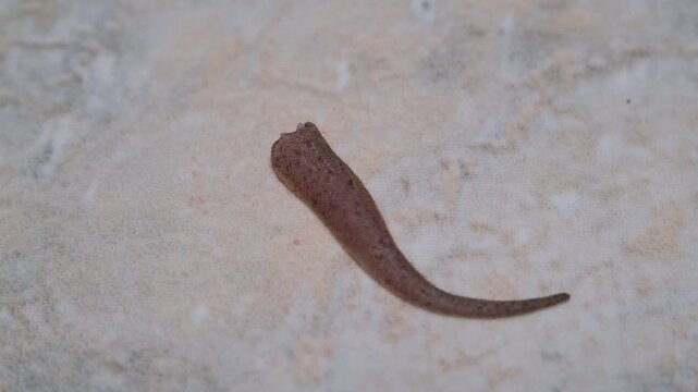 Video of a gecko's severed tail wiggling, a method of reptile autotomy to escape predators. The gecko's tail is brownish-gray with a small blood spot at the base. 4K Resolution Footage