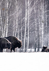  bisons among a snow covered landscape