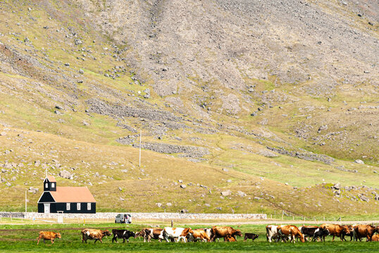 Cows walking on Rau&eth;isandur beach in the Westfjords of Iceland with mountains in background. Unique Iceland landscape with wet sand, calm water, and peaceful rural nature in the Westfjords.