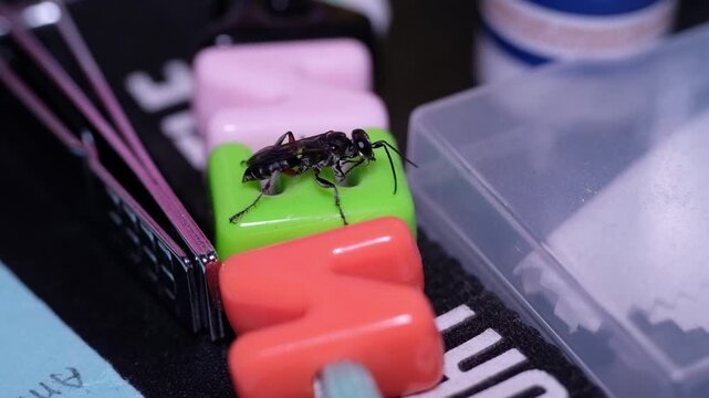 Macro video clip of a beautiful metallic black digger wasp perched and walking on an object on a table. Footage of the Chalybion Californicum insect in 4K HD resolution.