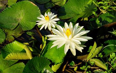 białe lilie wodne w swoim naturalnym środowisku