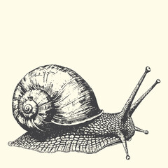 Detailed vintage etching illustration of a garden snail with prominent shell and antennae, isolated on a light beige background. © bbilfunk