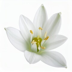 Elegant close-up of a pristine white flower blossom isolated on a white background
