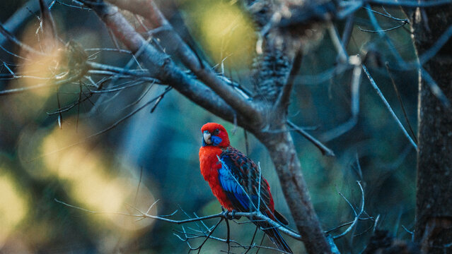 rosella