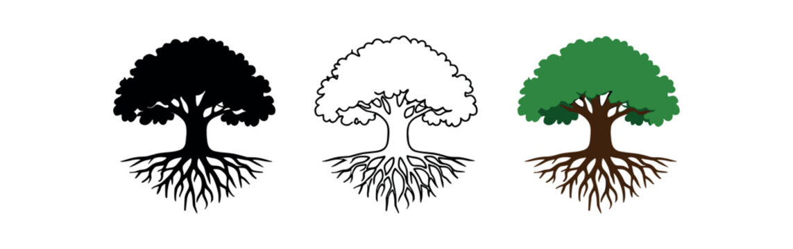 Oak tree with visible roots vector icon set three styles: black solid silhouette thin black outline and flat colored with solid fills. Clean professional design sharp edges