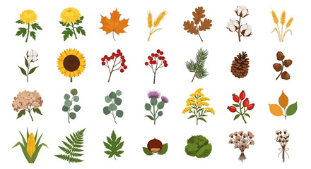 Collection of various autumn and fall season leaves and plants illustrations. © Faeyza