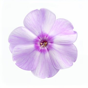 Isolated delicate phlox flower with lavender petals on a crisp white background