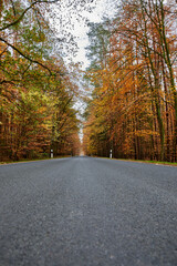 Obraz premium Scenic Autumn Road Through a Vibrant Forest