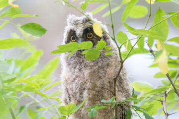 Fototapeta premium owl on tree