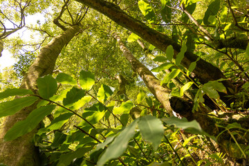A tree with green leaves is in the foreground