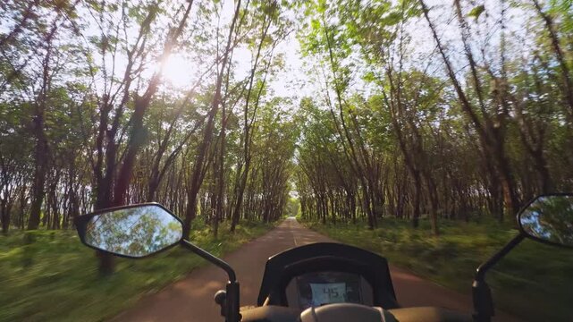 First Person Scooter Ride Through Dense Rubber Tree Plantation With Symmetrical Rows And Soft Sunlight Creating Tunnel Effect