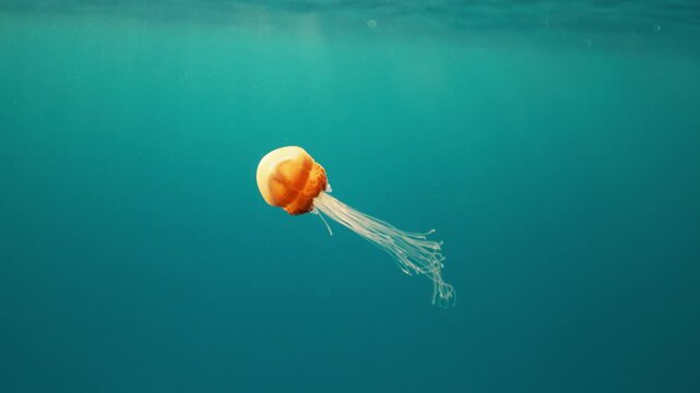 Sea northern nettle jellyfish, Chrysaora fuscescens swims in West Coast dark ocean water. Amazing nature background of chrysaora melanaster, also known as orange medusa. Calming beautiful underwater.