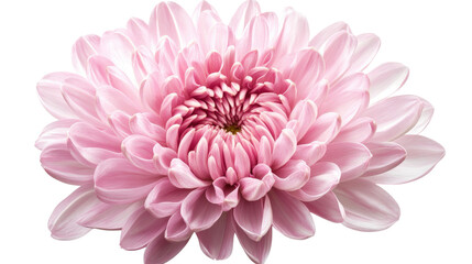 Obraz premium A pink flower with a white background