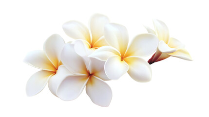 A bouquet of white flowers with yellow tips