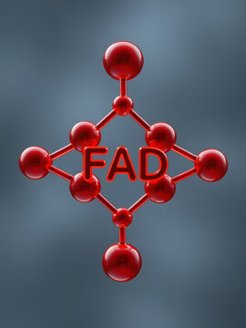 Flavin adenine dinucleotide (FAD) redox coenzyme molecule. Skeletal formula.