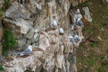 View from birdcliff of Ekker&oslash;y, Nordvaranger, Norway
