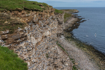 View from birdcliff of Ekker&oslash;y, Nordvaranger, Norway