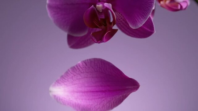 Close-up of a vibrant purple orchid flower with petals falling gracefully against a soft lavender background.